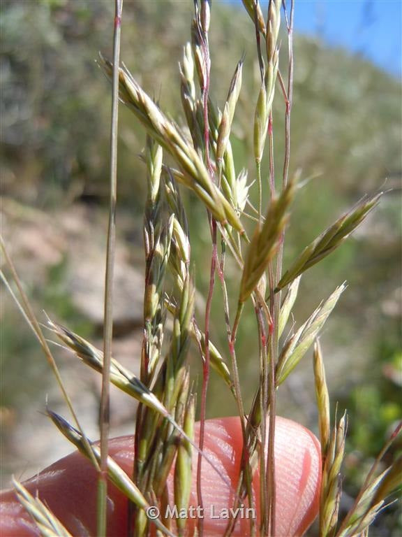 Idaho Fescue