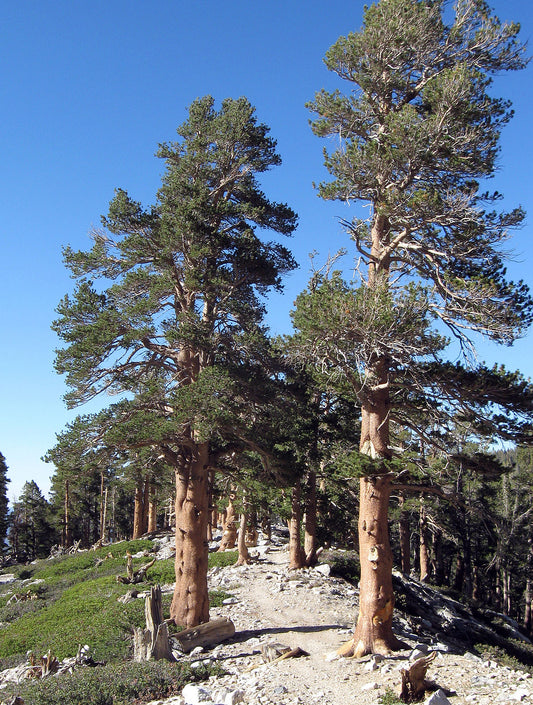 Lodgepole Pine