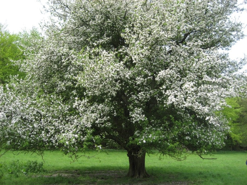 Siberian Crabapple