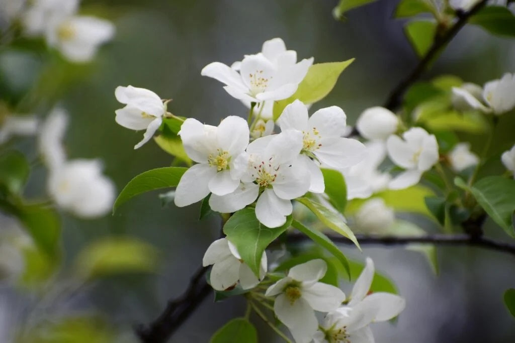 Siberian Crabapple