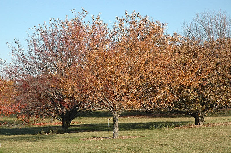 Siberian Crabapple