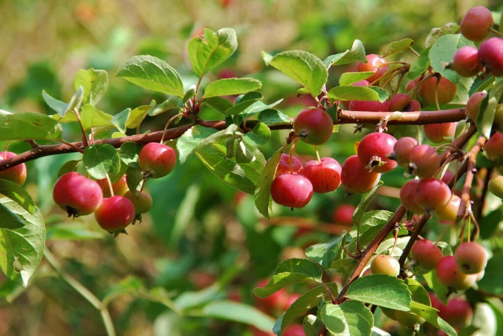 Siberian Crabapple