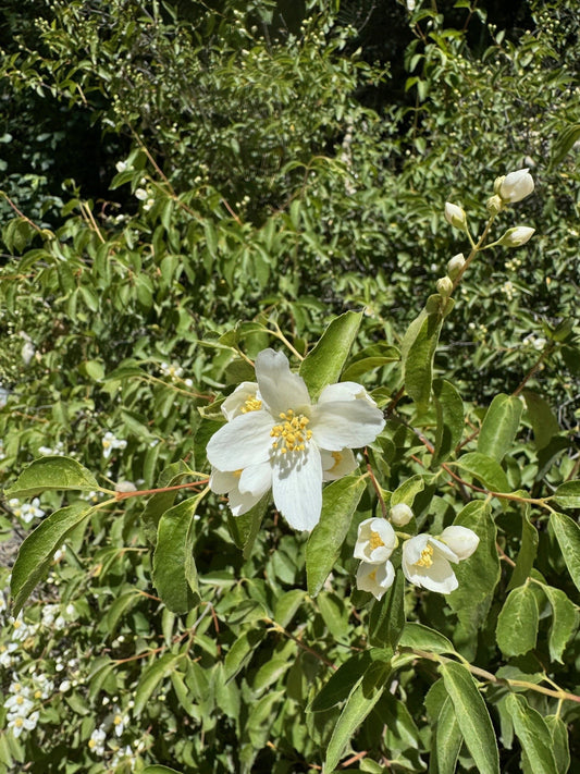 Mock Orange