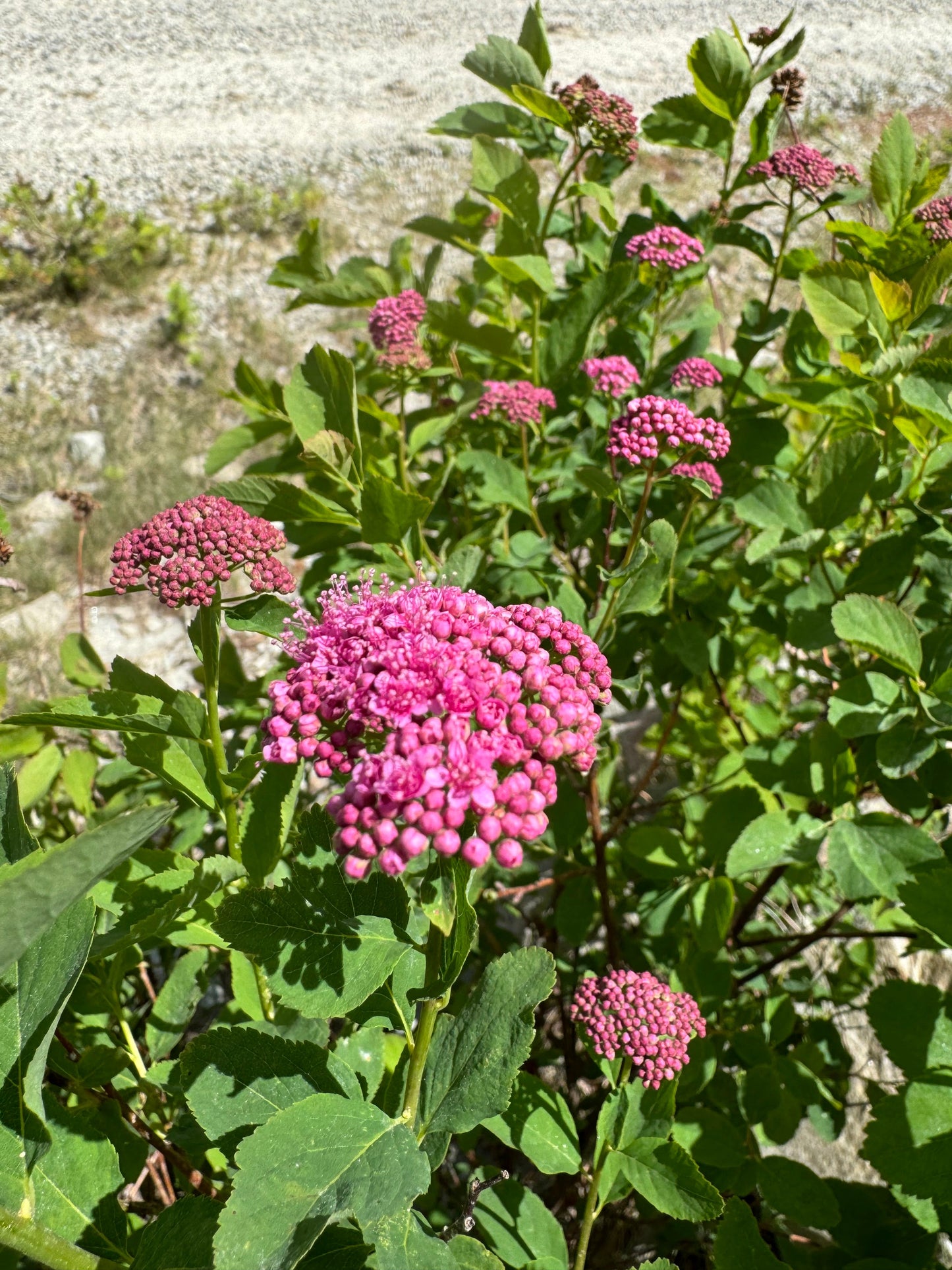 Mountain Spiraea