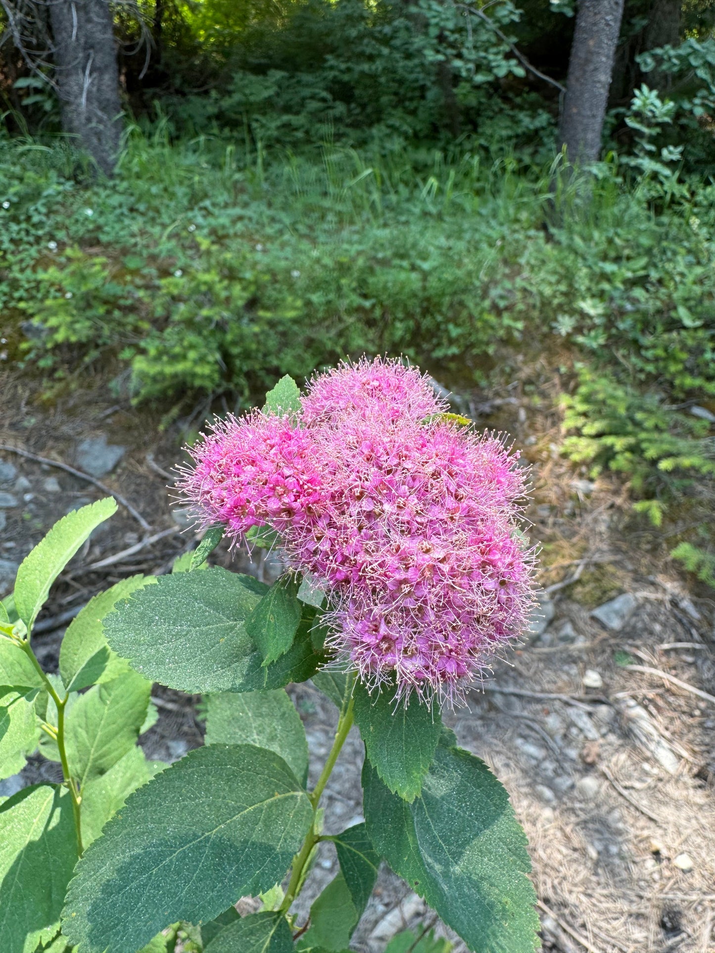 Mountain Spiraea