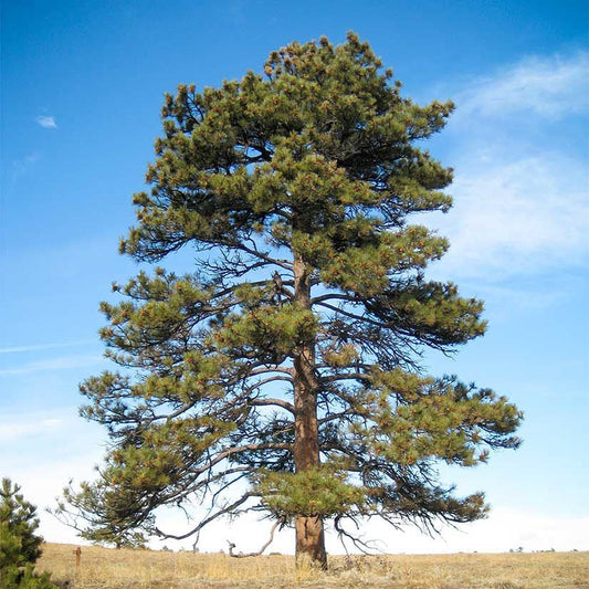 Ponderosa Pine (East)