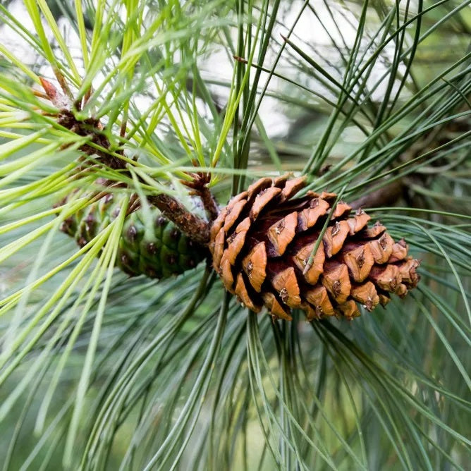 Ponderosa Pine (West)