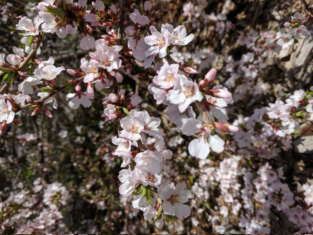 Nanking Cherry