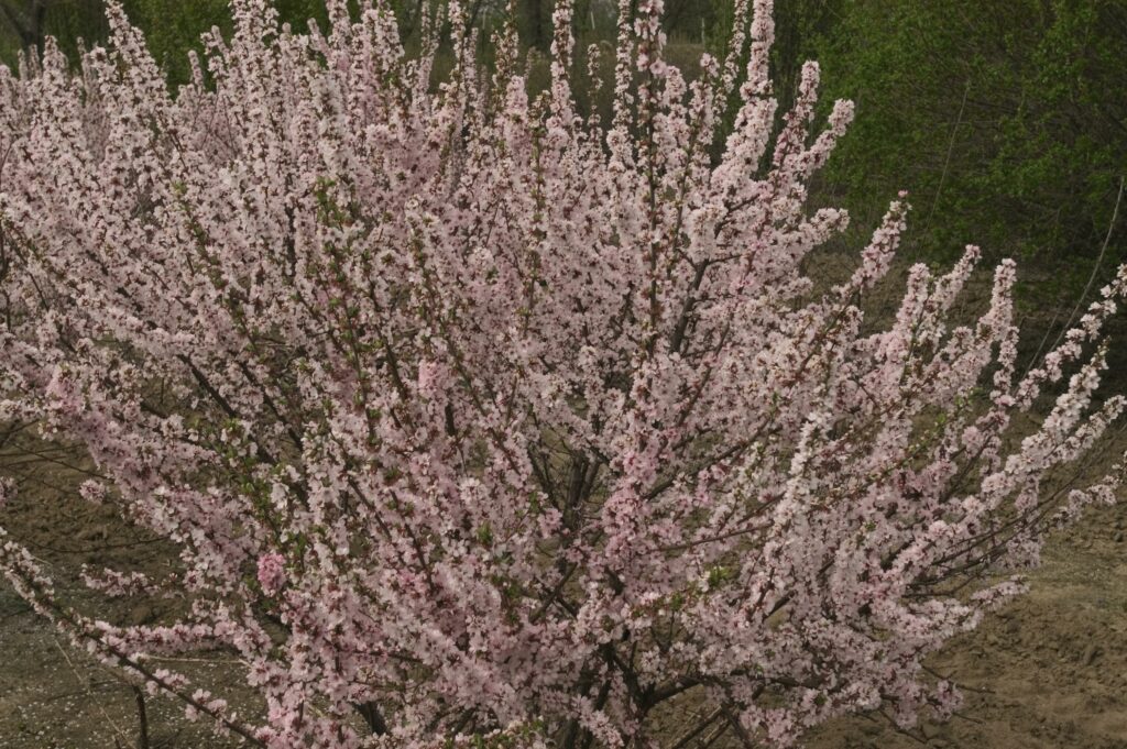 Nanking Cherry