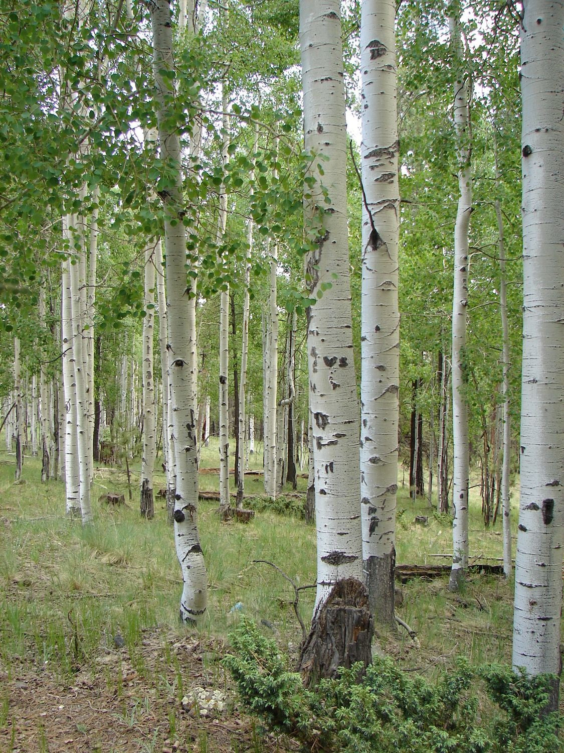 Quaking Aspen