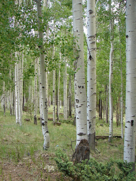 Quaking Aspen