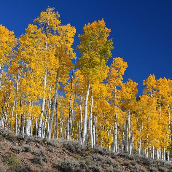 Quaking Aspen