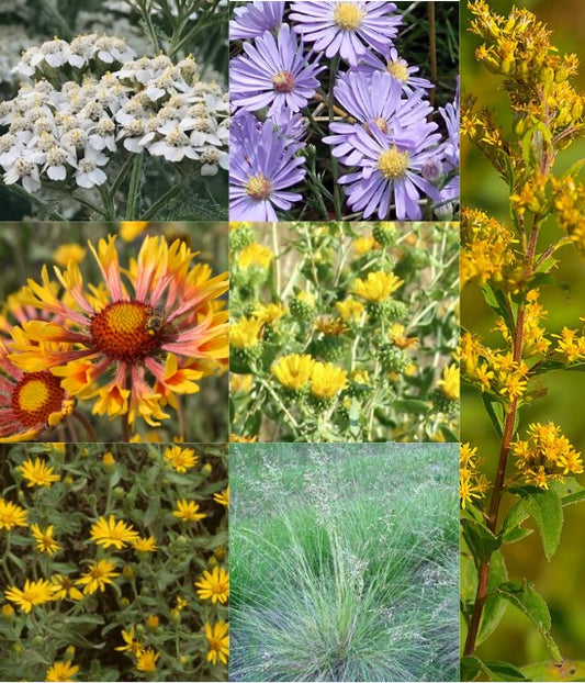 Mix - Reclamation (Seed)