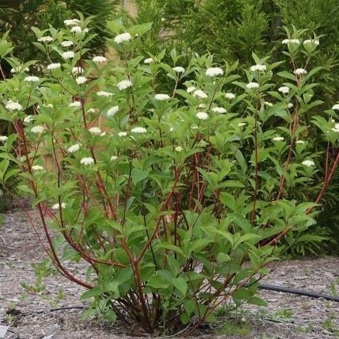 Red Osier Dogwood