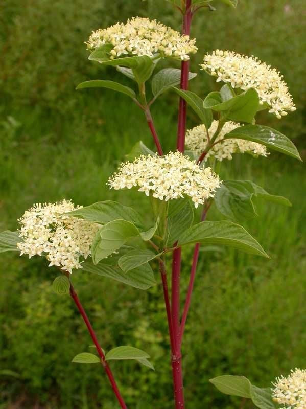 Red Osier Dogwood