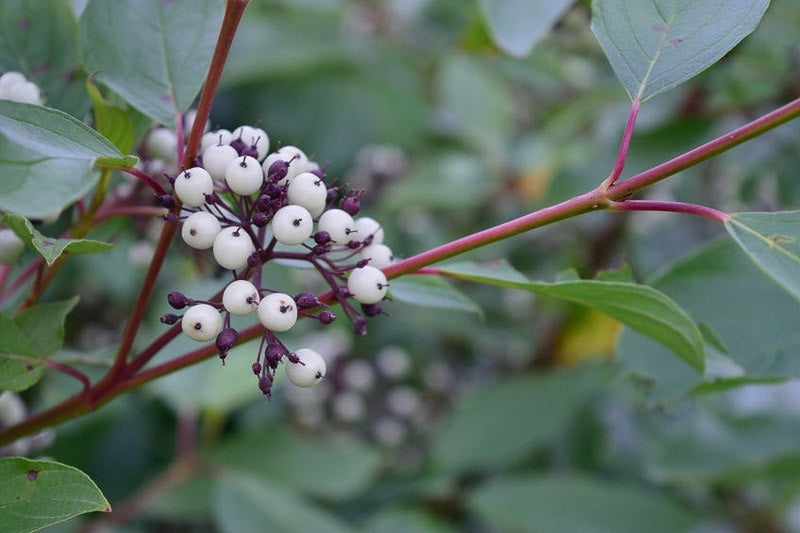 Red Osier Dogwood