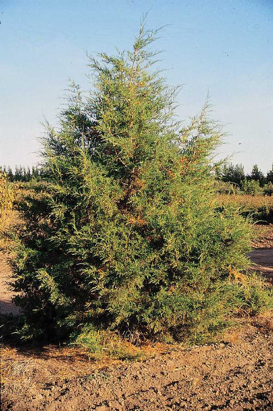 Rocky Mountain Juniper