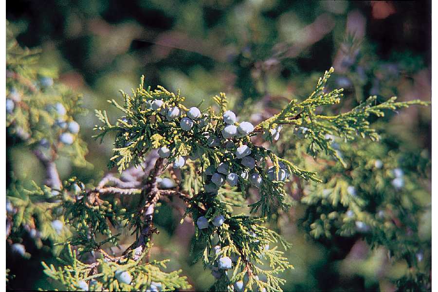 Rocky Mountain Juniper