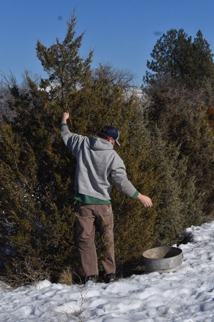 Rocky Mountain Juniper