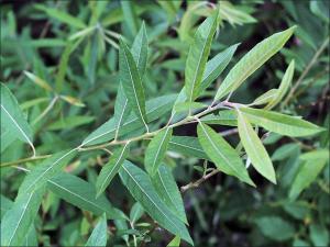 Sandbar Willow