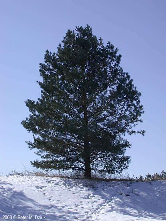 Scotch Pine