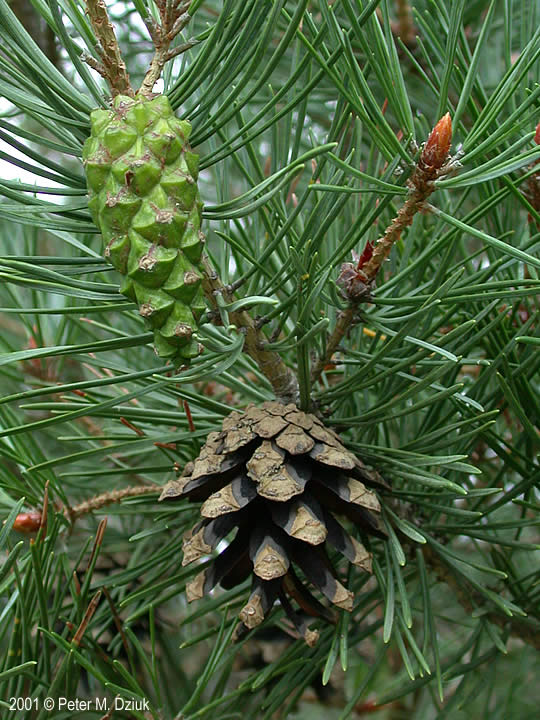 Scotch Pine