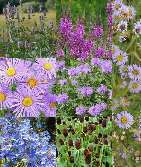 Mix - Forest Meadow (Seed)