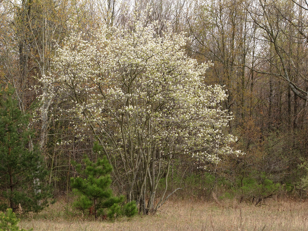 Serviceberry