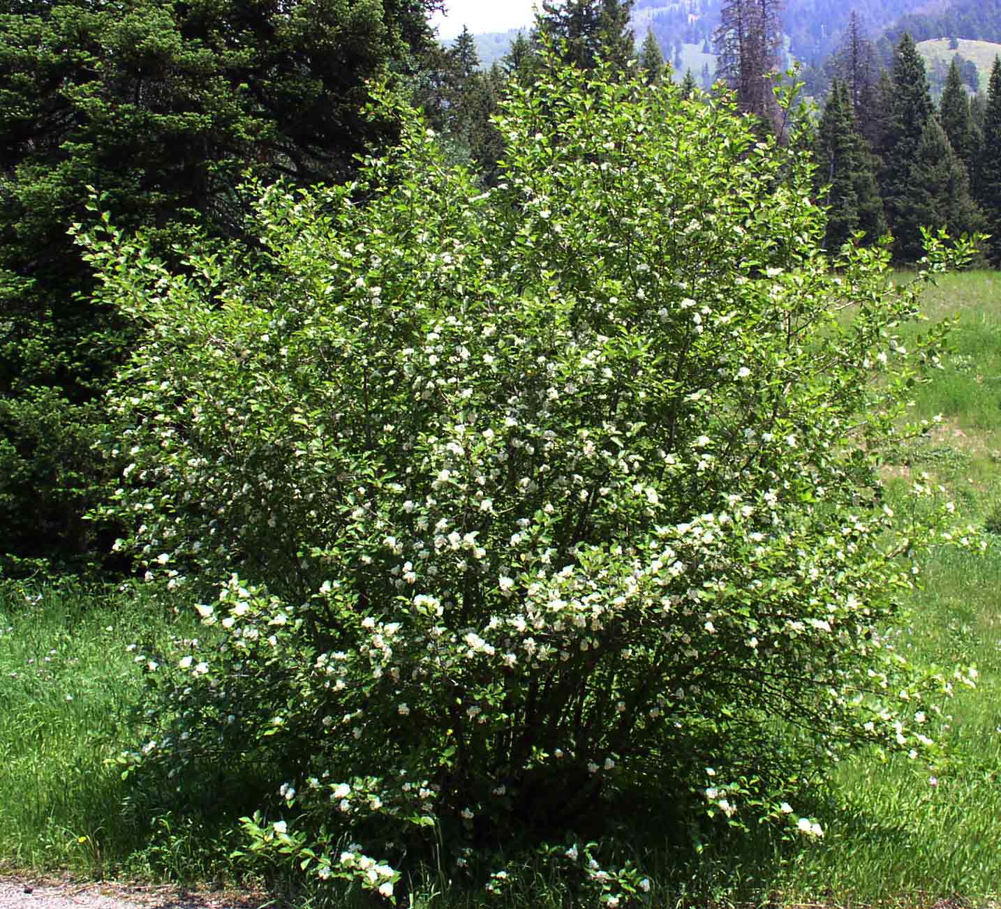 Serviceberry