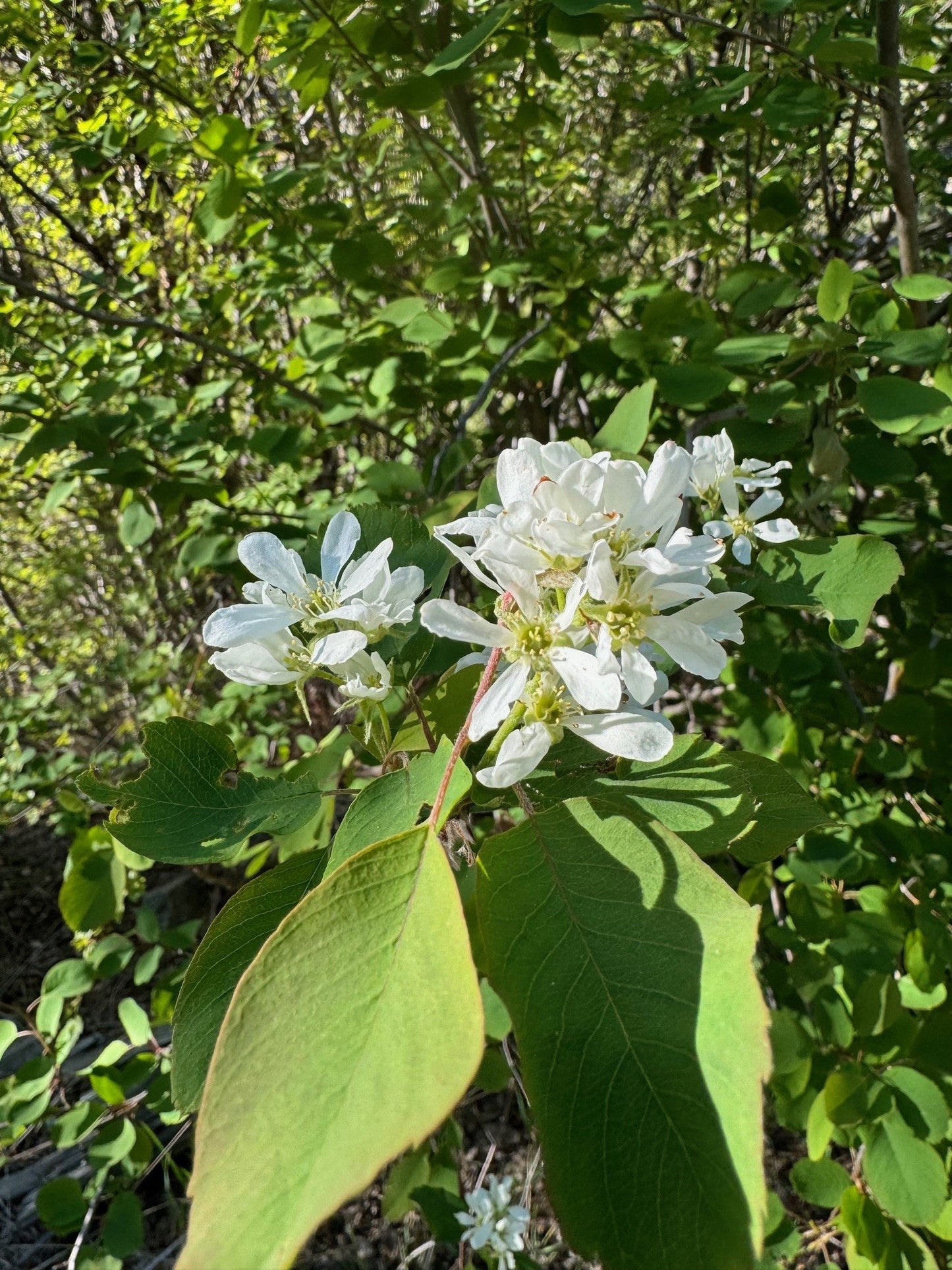 Serviceberry