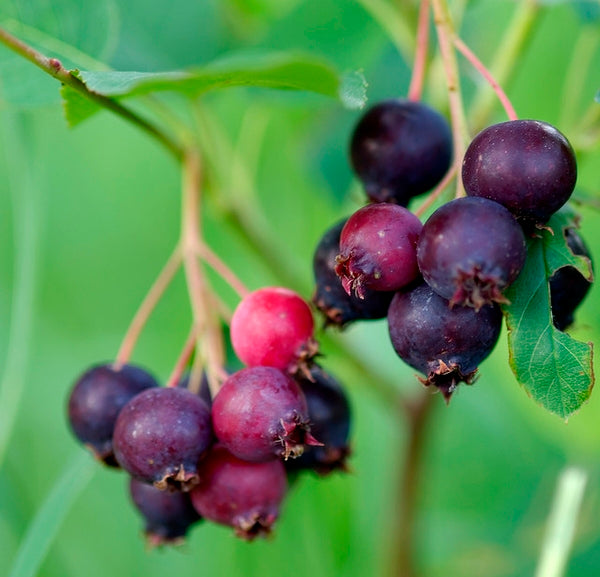 Serviceberry