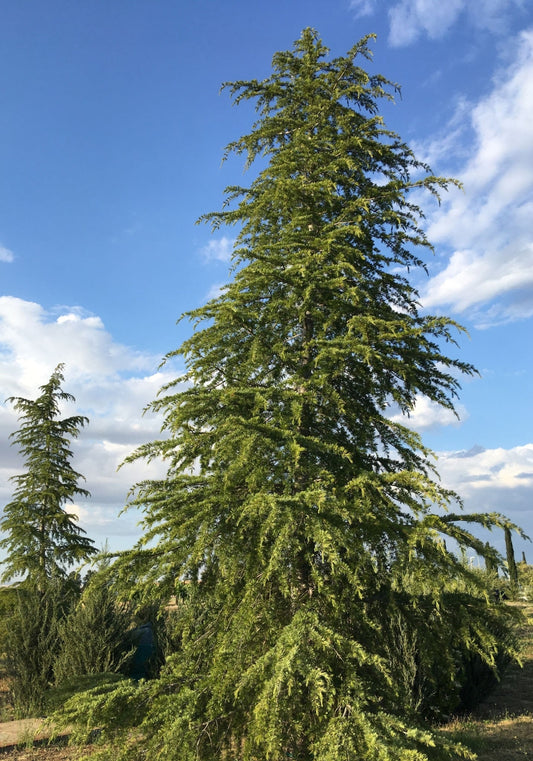 Siberian Larch