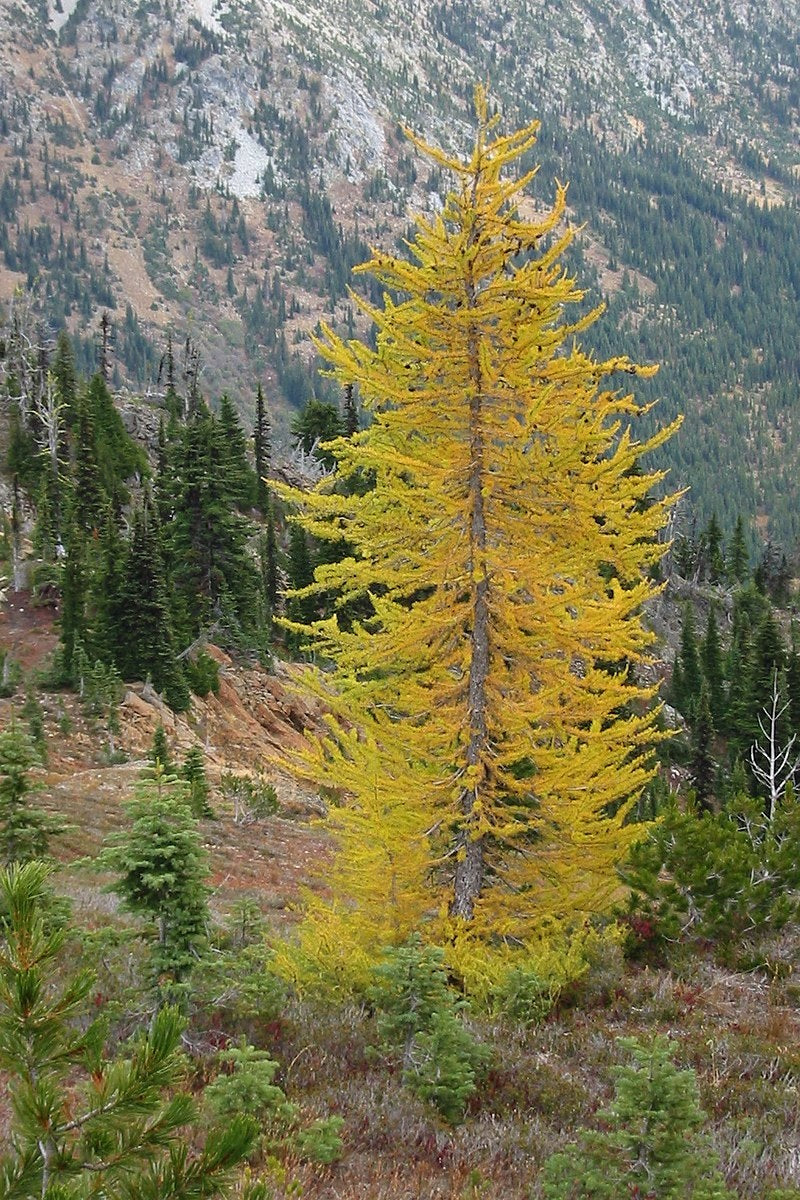 Siberian Larch