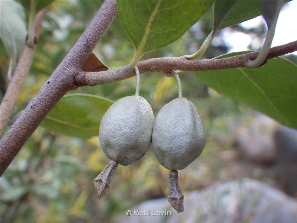 Silverberry – DNRC Montana Conservation Seedling Nursery