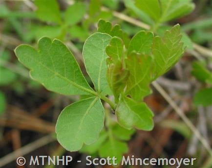 Skunk Sumac