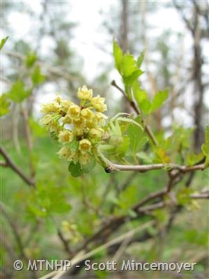 Skunk Sumac