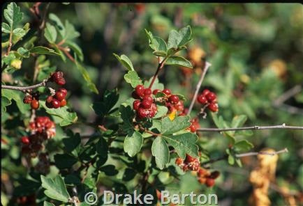 Skunk Sumac