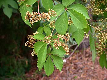 Virginia Creeper