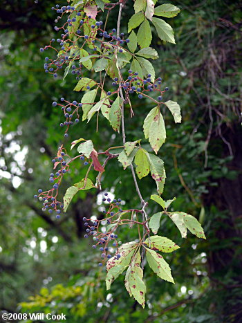 Virginia Creeper