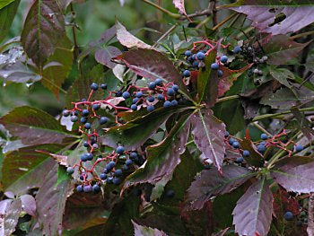 Virginia Creeper