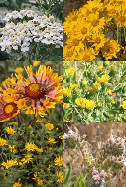 Mix - Western Foothills (Seed)