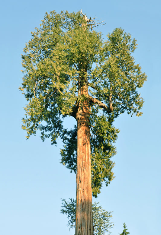 Western Red Cedar