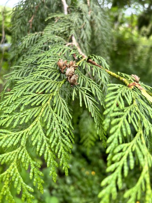 Western Red Cedar