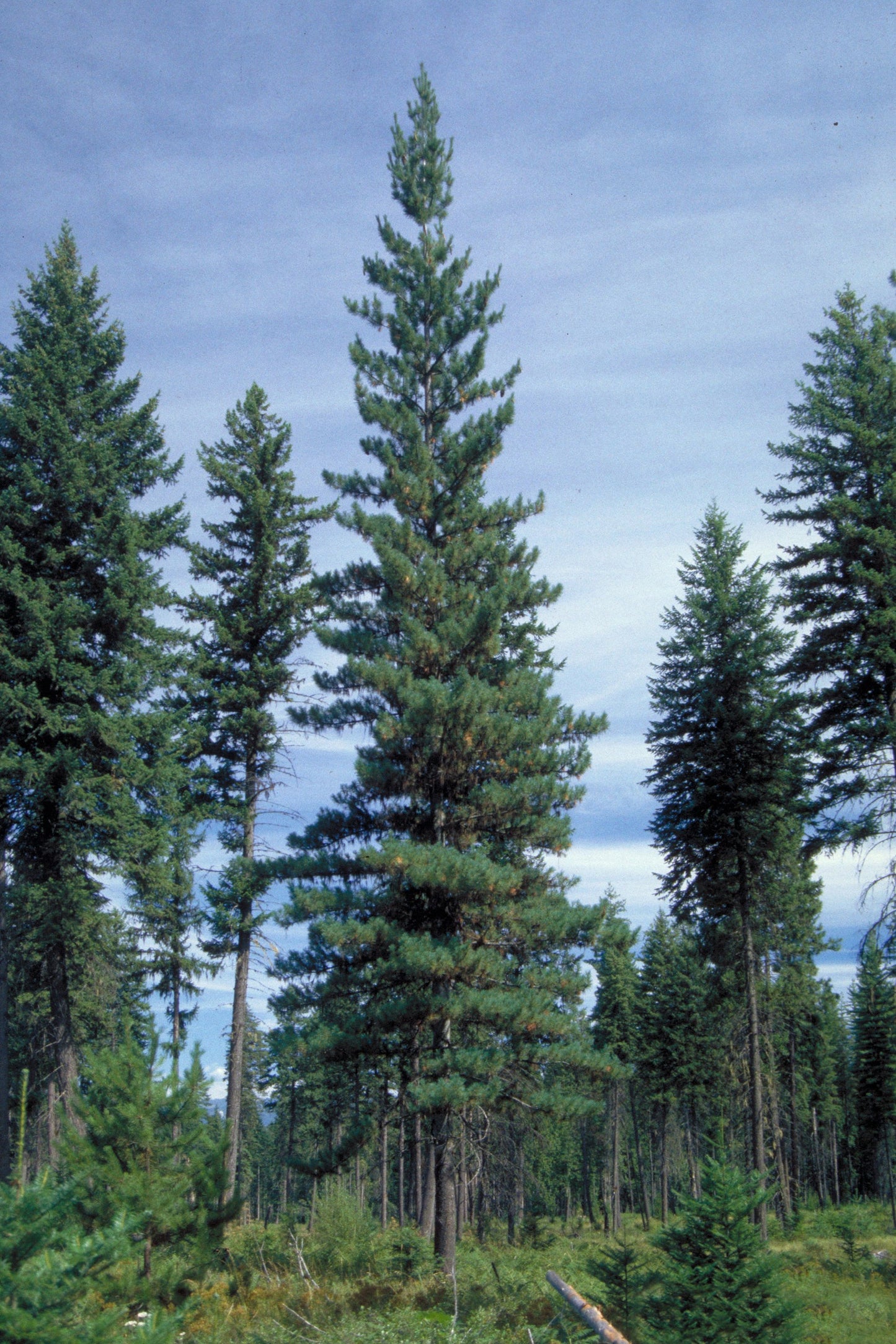 Western White Pine