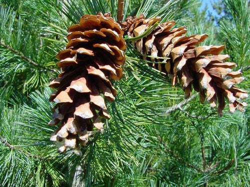 Western White Pine