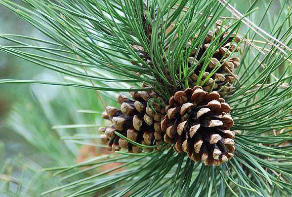 Austrian Pine