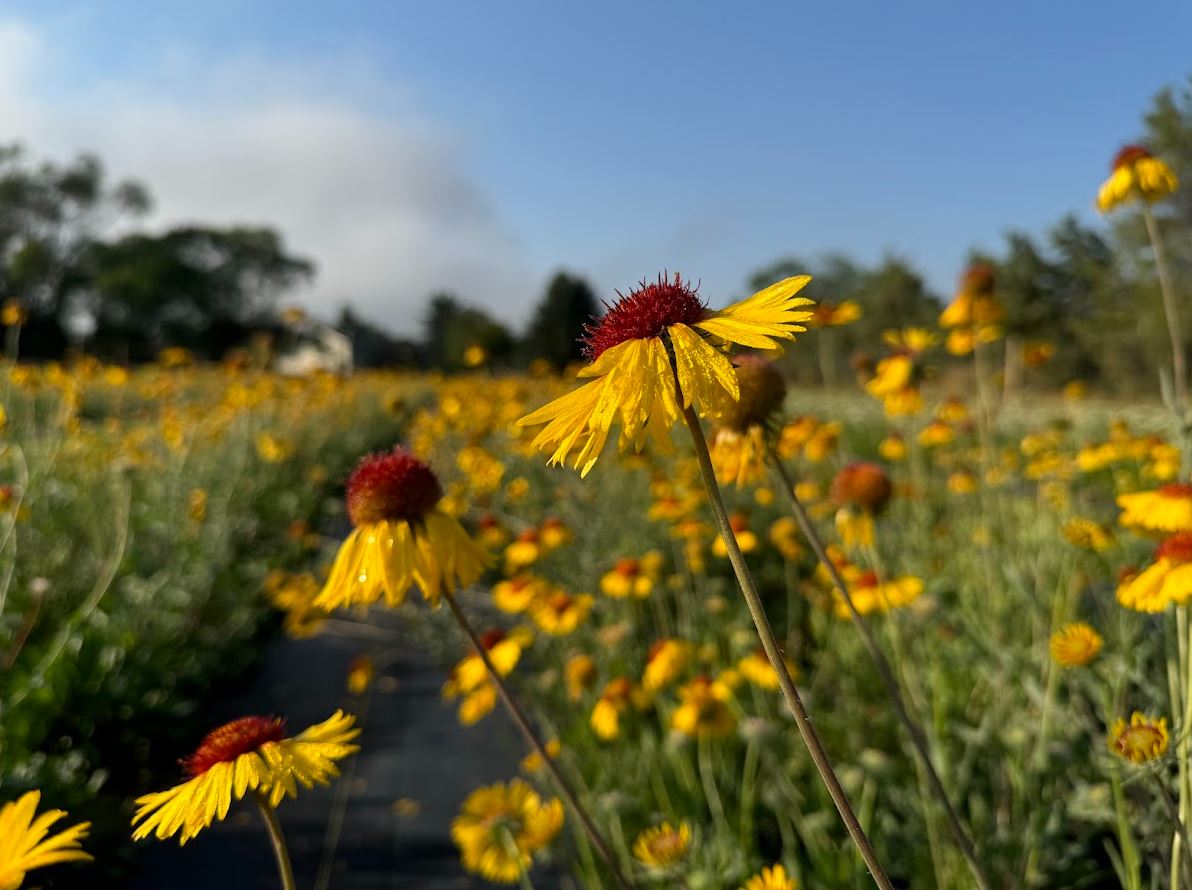 Blanketflower (Seed)