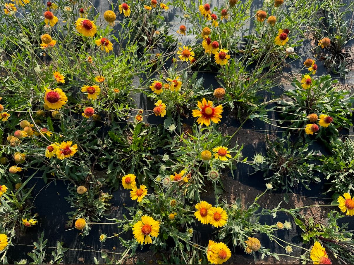 Blanketflower (Seed)