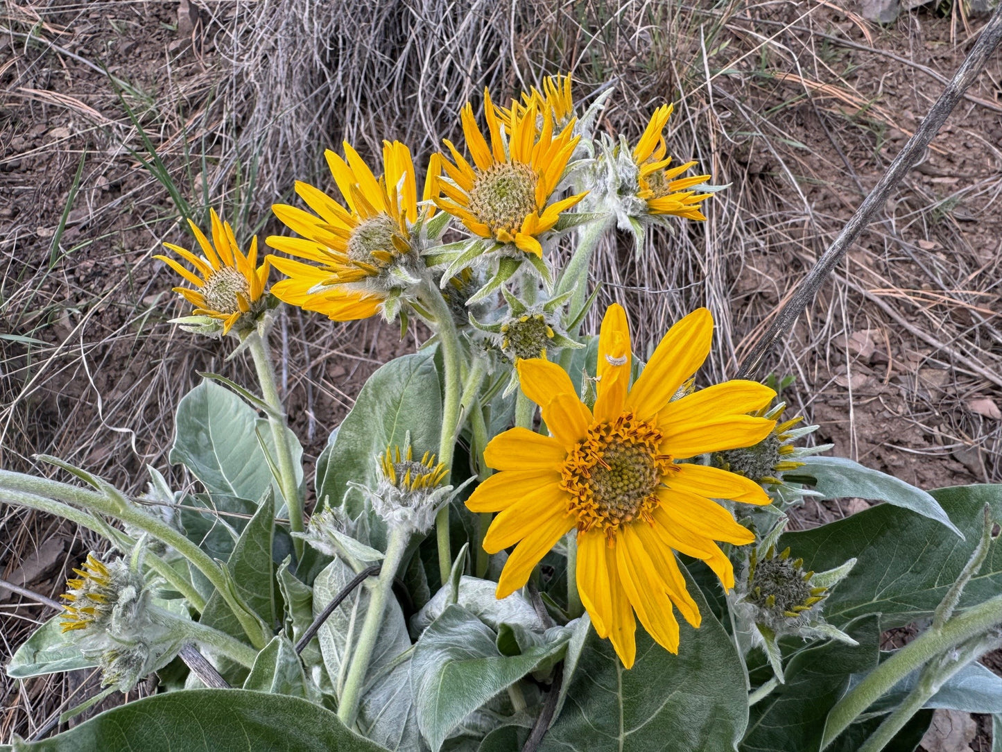 Arrowleaf Balsamroot (Seed)