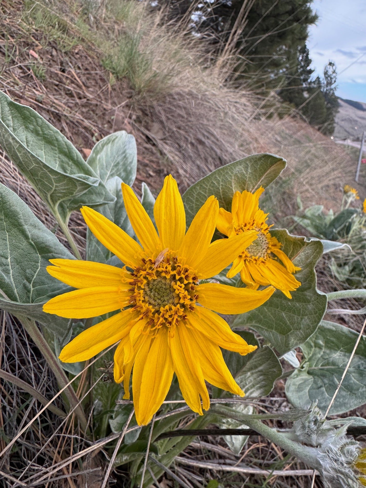 Arrowleaf Balsamroot (Seed)